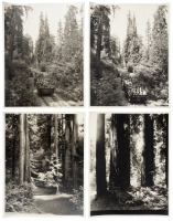 Seven photographs of Muir Woods and the Mt. Tamalpais Gravity Train