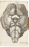 Cerebri Anatome: Cui Accessit. Nervorum Descriptio et Usus