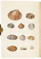 Conchylia Insularum Britannicarum. The Shells of the British Islands, systematically arranged