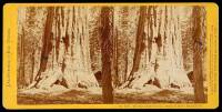 Collection of 68 stereo views of Yosemite