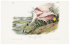Roseate Spoonbill (Male)