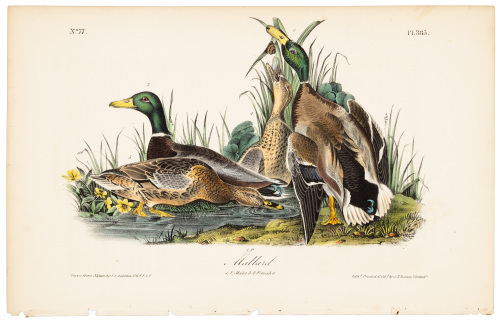 Mallard