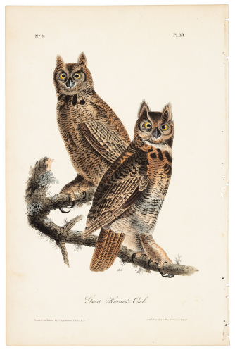 Great Horned Owl