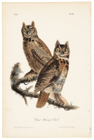 Great Horned Owl