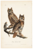 Great Horned Owl