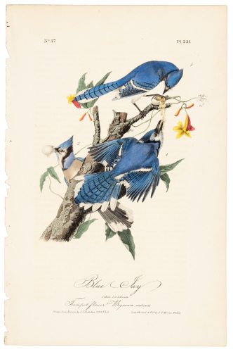 Blue Jay