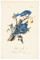 Blue Jay