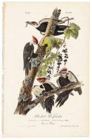 Pileated Woodpecker