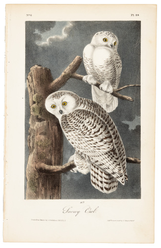 The Snowy Owl