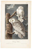 The Snowy Owl