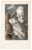 The Snowy Owl
