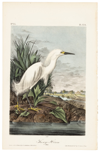 Snowy Heron
