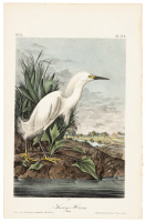 Snowy Heron