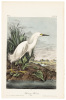 Snowy Heron