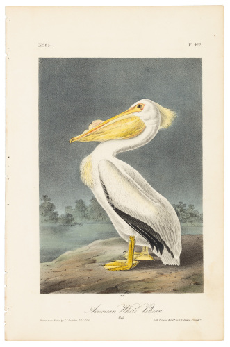 American White Pelican - Male