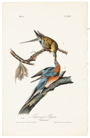 Passenger Pigeon