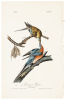Passenger Pigeon