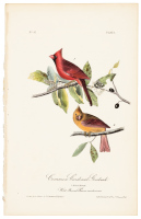 Common Cardinal Grosbeak