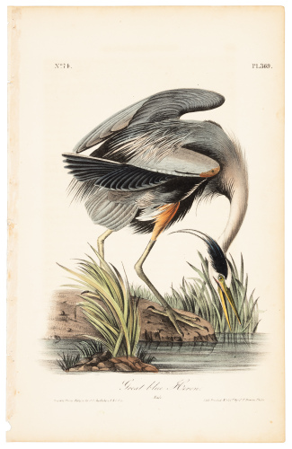 Great Blue Heron