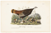 Wild Turkey - Female & Young