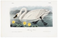 American Swan - Male