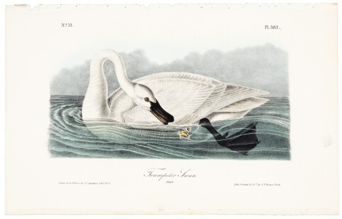 Trumpeter Swan