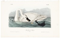 Trumpeter Swan