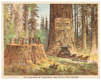 Oversize "trade card" for Dr. Merriman's Kalliodont tooth product, featuring the Wawona tunnel tree and a crowd on the giant stump