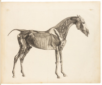 The Anatomy of the Horse: Including a Particular Description of the Bones, Cartilages, Muscles, Fascias, Ligaments, Nerves, Arteries, Veins, and Glands