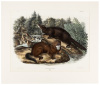 Puturius Vison, Linn. Mink.