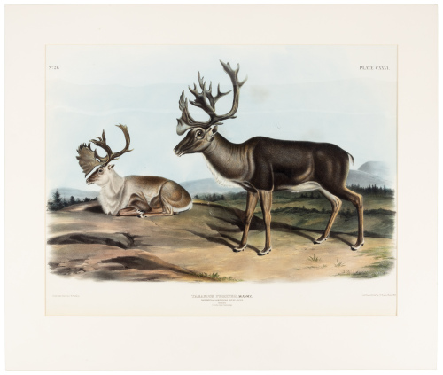 Tarandus Furcifer, Agasssiz: Caribou or American Rein-Deer. Males