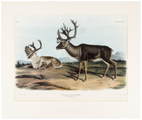 Tarandus Furcifer, Agasssiz: Caribou or American Rein-Deer. Males