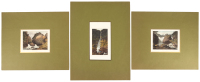 Collection of six hand-colored aquatints