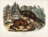 Puturius Vison, Linn. Mink. - 2