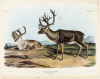 Tarandus Furcifer, Agasssiz: Caribou or American Rein-Deer. Males - 2