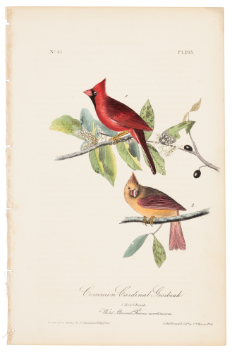 Common Cardinal Grosbeak