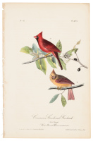 Common Cardinal Grosbeak