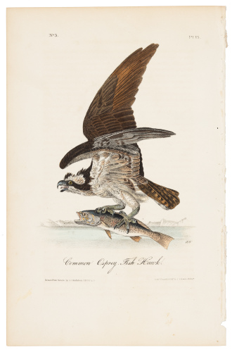 Common Osprey - Fish Hawk