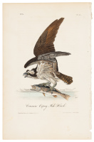 Common Osprey - Fish Hawk