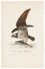 Common Osprey - Fish Hawk