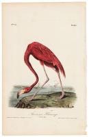 American Flamingo - Adult Male
