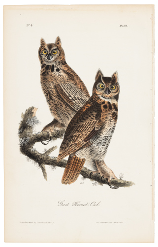 Great Horned Owl