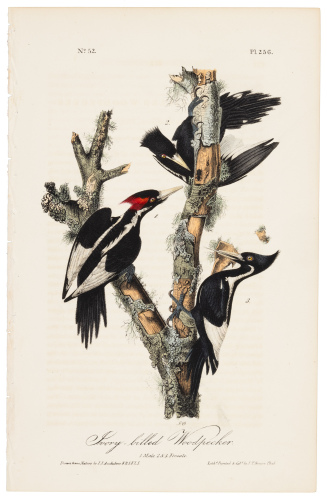 Ivory-Billed Woodpecker