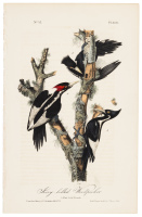 Ivory-Billed Woodpecker