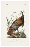 Wild Turkey - Male