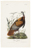 Wild Turkey - Male