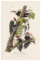 Pileated Woodpecker