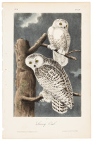 The Snowy Owl