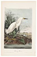 Snowy Heron