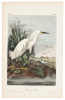 Snowy Heron